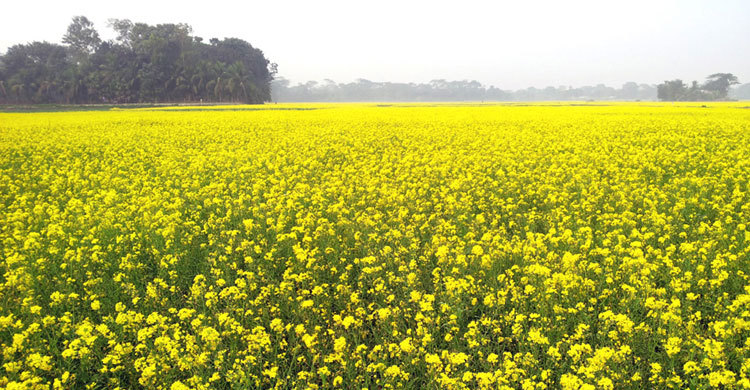 হলুদে রাঙা মাঠ