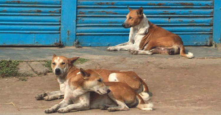 ফেনীতে কুকুরের কামড়ে আহত ২০