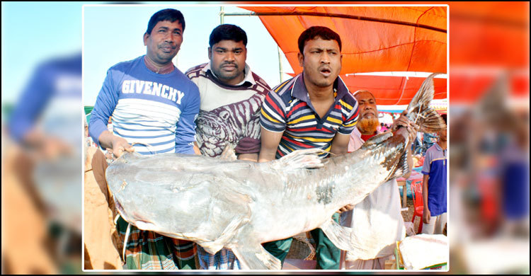 ৮০ কেজির বাঘাইড়ের দাম ৮০ হাজার টাকা