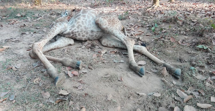 সাফারি পার্কে পুরুষশূন্য হলো জিরাফ পরিবার