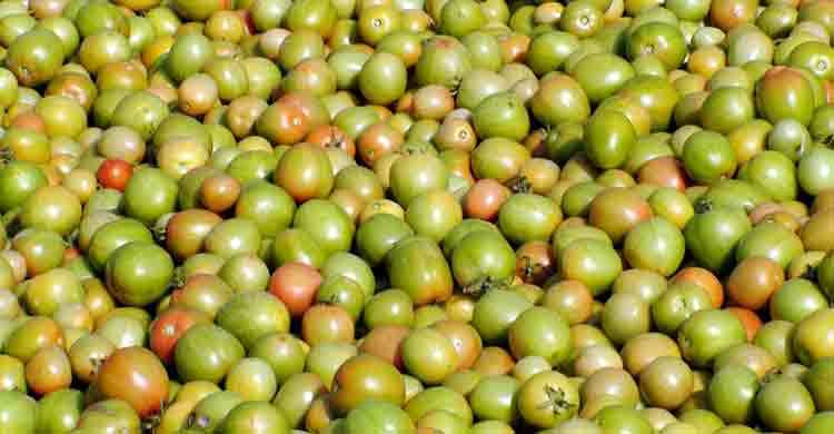 জামালপুরের বিষমুক্ত টমেটো যাচ্ছে ঢাকা-চট্টগ্রাম