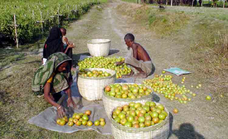 Jamalpur-Tomatto-Pic02