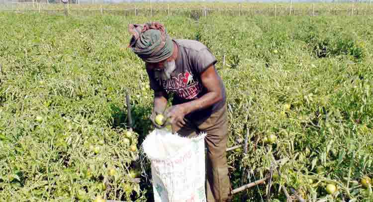 Jamalpur-Tomatto-Pic03