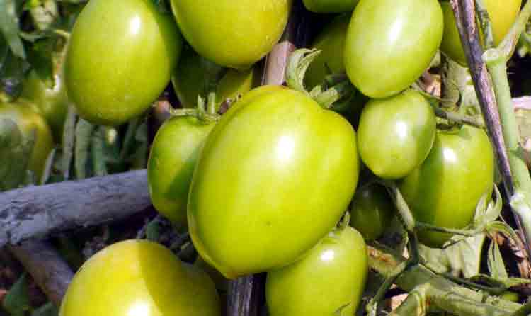 Jamalpur-Tomatto-Pic04