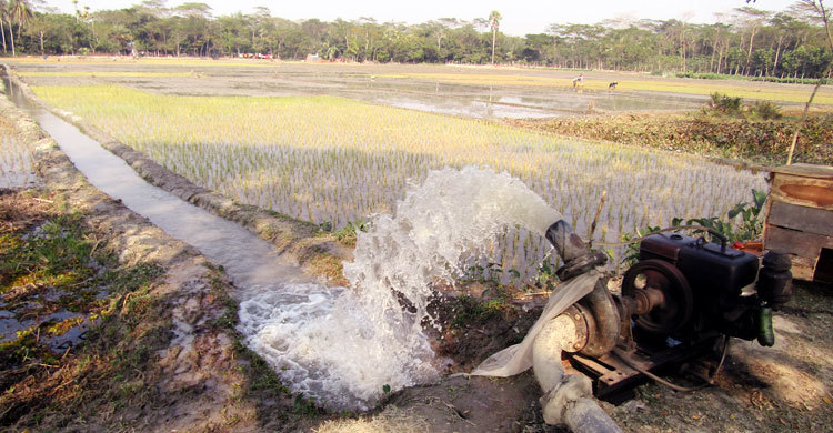 বোরো আবাদ : কৃষি অফিসকে পাশে পাচ্ছেন না কৃষকরা
