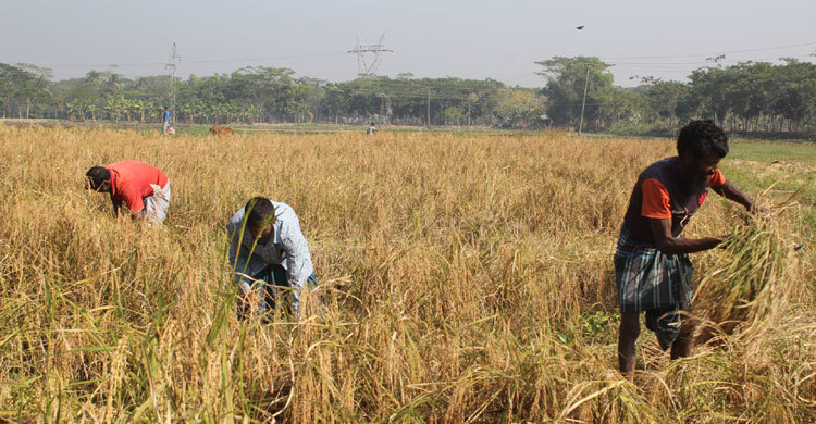 ঝালকাঠিতে আমনের বাম্পার