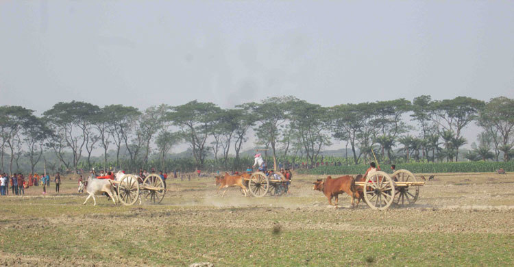 ঝিনাইদহে গরুর গাড়ির দৌড় প্রতিযোগিতা অনুষ্ঠিত