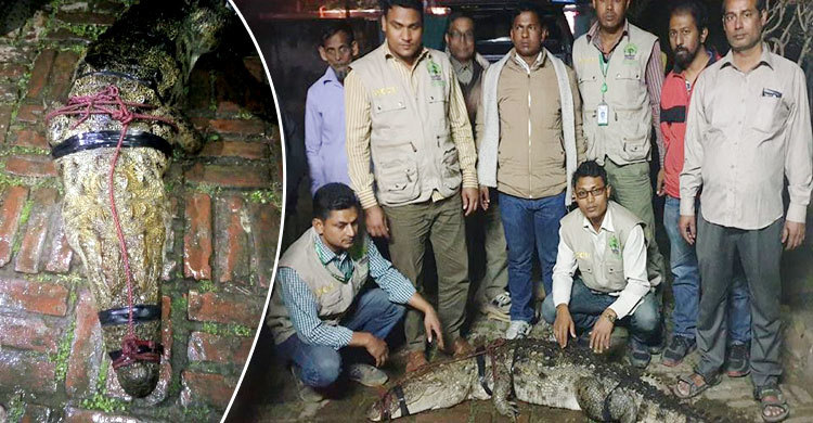 জেলেদের জালে ধরা পড়ল বিলুপ্ত প্রজাতির কুমির