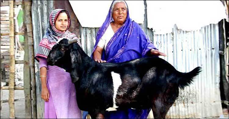 প্রধানমন্ত্রীকে উপহার দিতে চাই