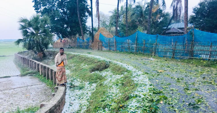 হঠাৎ শিলা বৃষ্টিতে পাল্টে গেছে নাটোরের পরিস্থিতি