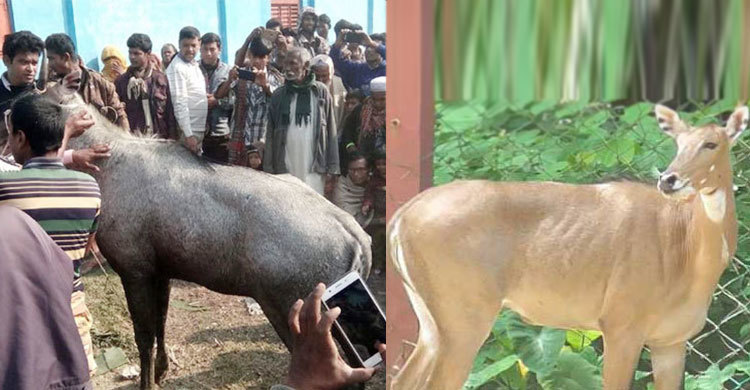 একসঙ্গে রাখা হবে দুই নীলগাই