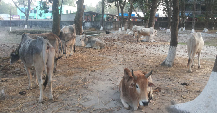 ১২টি গরু রেখে পালাল তারা