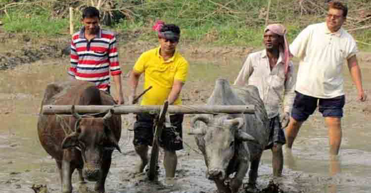 গরু নিয়ে জমিতে হাল বইলেন পুলিশ সুপার!