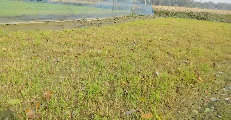 কুয়াশায় বোরো বীজতলায় ক্ষতি