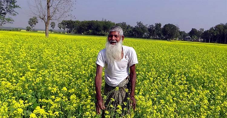 মৌমাছি না থাকায় সরিষার ফলন কমের আশঙ্কা