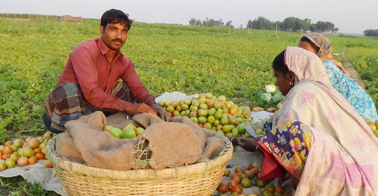 হাসি ফুটিয়েছে টমেটো