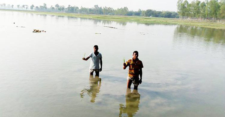প্রকৌশলীর ভুলে পানির নিচে ৫০ একর বোরো চারা