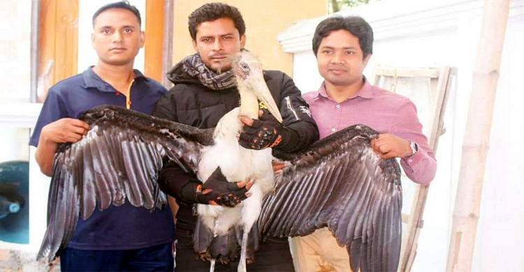 সিরাজগঞ্জে বিরল প্রজাতির মদন টাক পাখি উদ্ধার