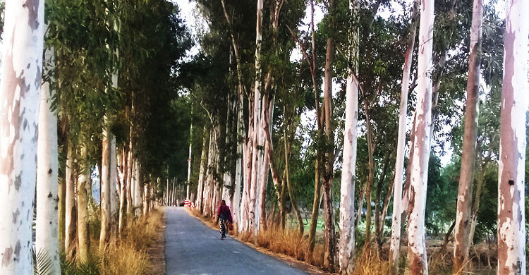 তাড়াশে আঞ্চলিক ও গ্রামীণ সড়কে ইউক্যালিপটাস গাছের আগ্রাসন