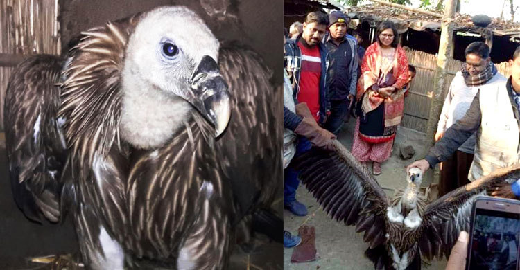 তাড়াশে বিপন্ন প্রজাতির শকুন উদ্ধার
