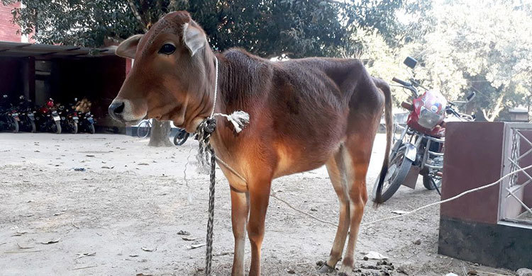 ঘাস খাওয়ায় গরুর হাজতবাস!