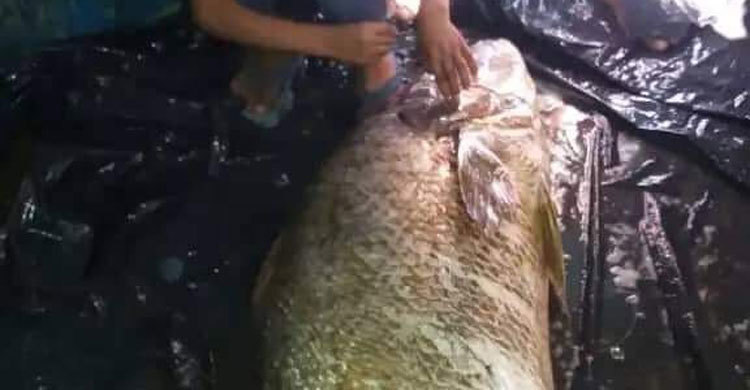 এক মাছের দাম আড়াই লাখ টাকা