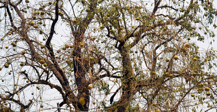 পাহাড়ে বেল চাষে স্বচ্ছলতার স্বপ্ন