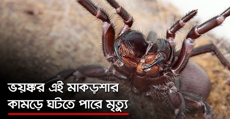 ভয়ঙ্কর এই মাকড়শার কামড়ে ঘটতে পারে মৃত্যু | ২৯ সেপ্টেম্বর ২০২০