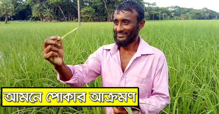 আমনে পোকার আক্রমণ | ২২ অক্টোবর ২০২০