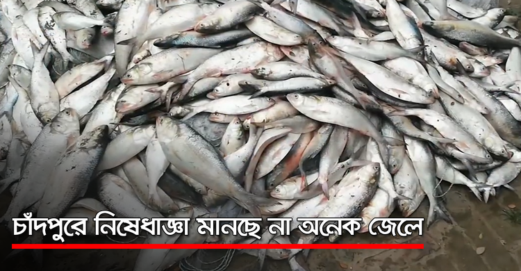 চাঁদপুরে নিষেধাজ্ঞা মানছে না অনেক জেলে | ২৫ অক্টোবর ২০২০