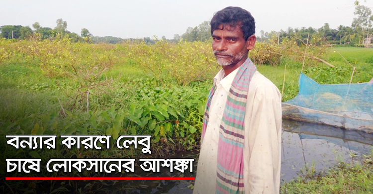 বন্যার কারণে লেবু চাষে লোকসানের আশঙ্কা | ২৯ অক্টোবর ২০২০