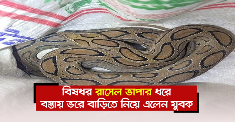বিষধর রাসেল ভাইপার ধরে বস্তায় ভরে বাড়িতে নিয়ে এলেন যুবক | ০১ ডিসেম্বর ২০২০