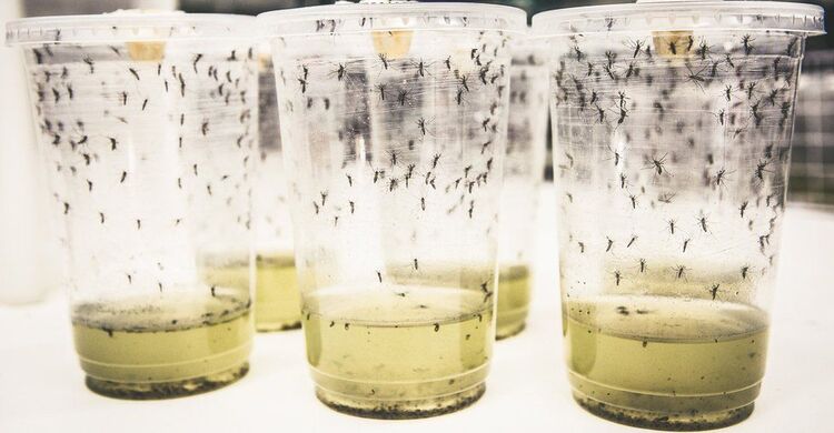 'Miraculous' mosquito hack cuts dengue by 77%