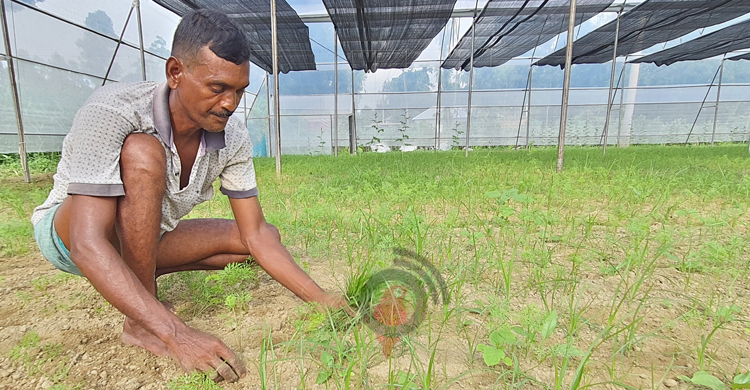 পলিনেট হাউজে স্বপ্ন বুনছেন ফজলু