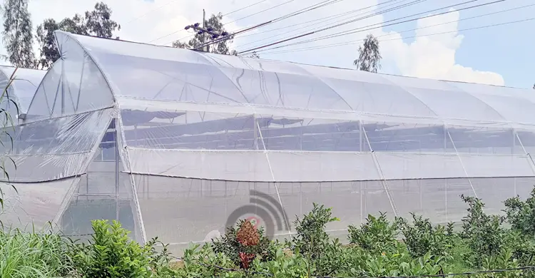 পলিনেট হাউজে স্বপ্ন বুনছেন ফজলু