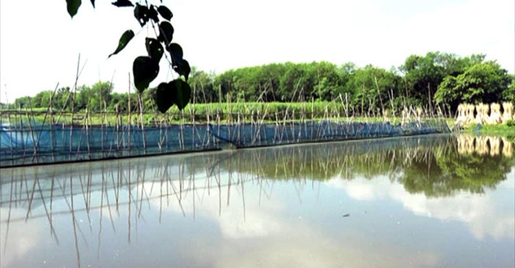 মেহেরপুরের নদীগুলো ১১৫ জনের দখলে