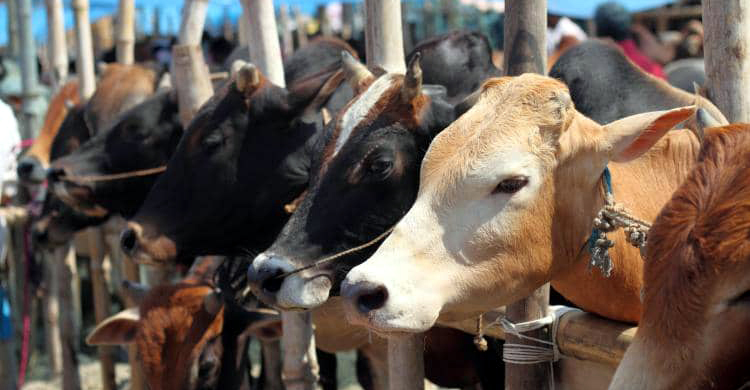 ডিএনসিসির ডিজিটাল হাটে গরু কিনলে হাসিল মাফ
