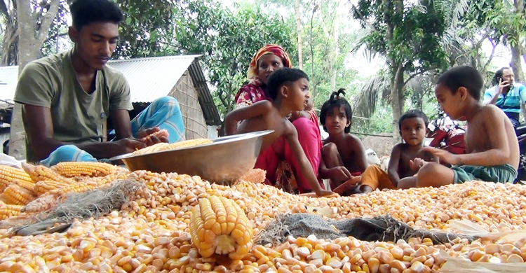 ‘ভুট্টা’ যেন চরাঞ্চলের সোনার ফসল