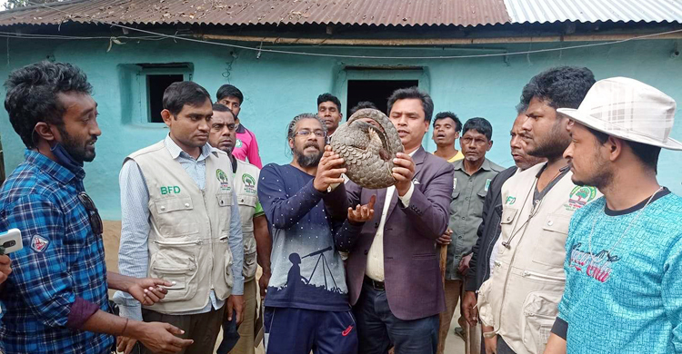 মৌলভীবাজারে বিপন্ন প্রজাতির বনরুই উদ্ধার