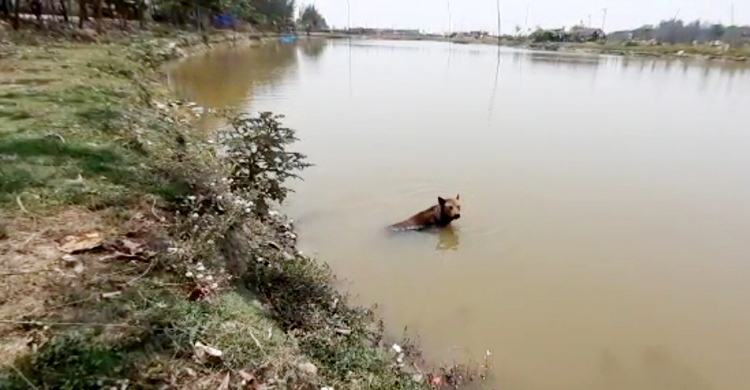 টানা দাবদাহে বিপর্যস্ত মোংলার জনজীবন