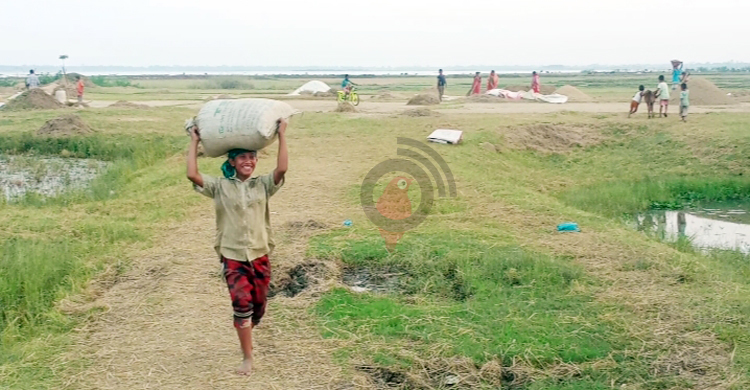 হাওরের উৎকণ্ঠার ধান ঘরে উঠলো অবশেষে