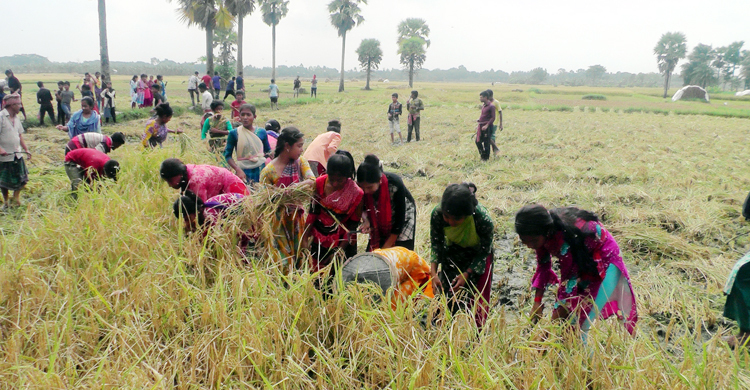 নড়াইলে অসহায় কৃষকদের ধান কেটে দিলেন শিক্ষার্থীরা