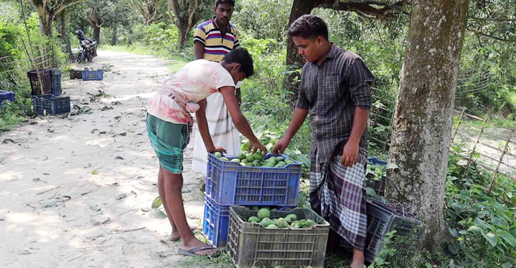 নওগাঁয় ১৮০০ কোটি টাকার আম বিক্রির সম্ভাবনা