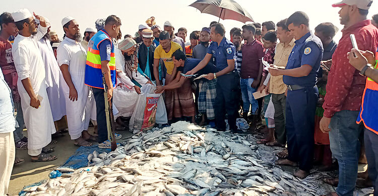 কলাপাড়ায় ৩০ মণ জাটকা জব্দ