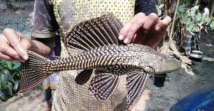 আবর্জনাভুক সাকার ফিশে বিপর্যস্ত দেশি মাছ