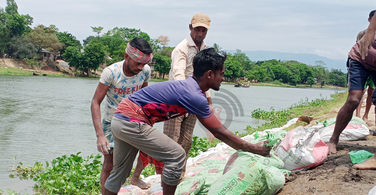 সোনার ধান বাঁচাতে হাওরে বাঁধ রক্ষার লড়াই