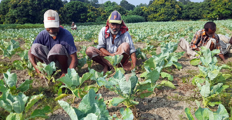 ঈশ্বরদীতে সারের তীব্র সংকট, বিপাকে কৃষক