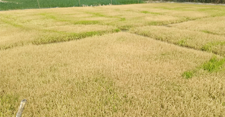 দুর্বৃত্তের কীটনাশকে নষ্ট ৪০ বিঘা বীজতলা