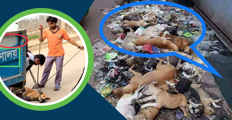 ‘ডিএসসিসি কোনো বেওয়ারিশ কুকুরকে হত্যা করেনি বা করছেও না’