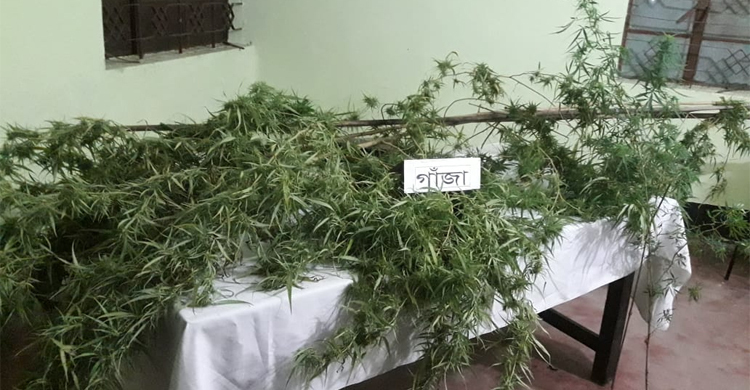 গাঁজা গাছ দুটি লম্বায় ছিল ১৫ ফুট